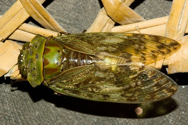 Ağustosböceği-3 — Stok fotoğraf
