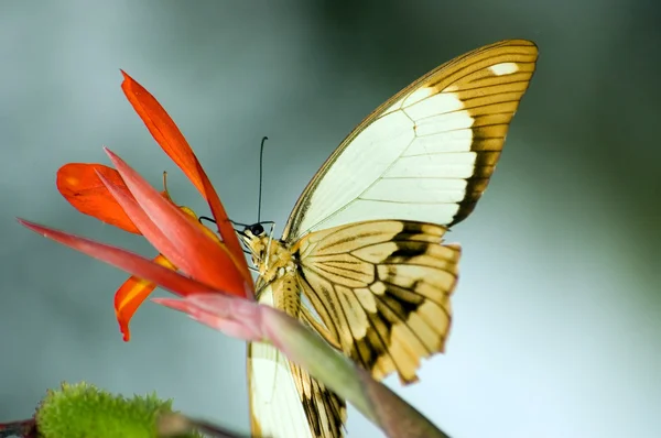 stock image Butterfly-11