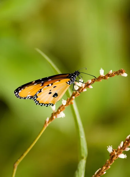 stock image Butterfly-26