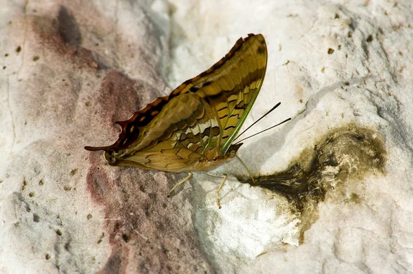 Motyl-19 — Zdjęcie stockowe