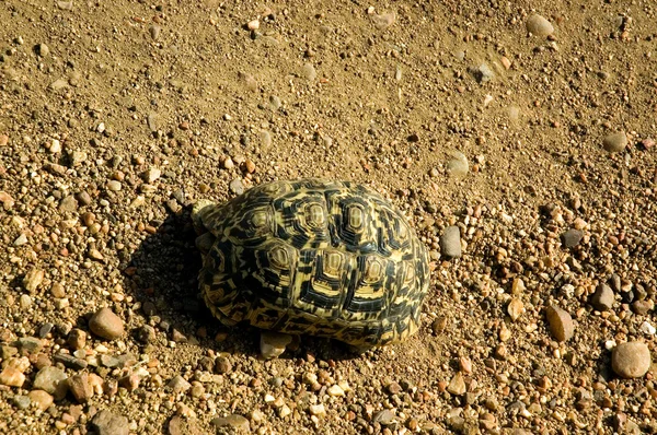 Черепаха-9 — стоковое фото