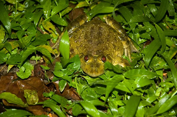 Великий жаб-1 — стокове фото