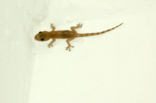 Gecko-1 — Fotografia de Stock