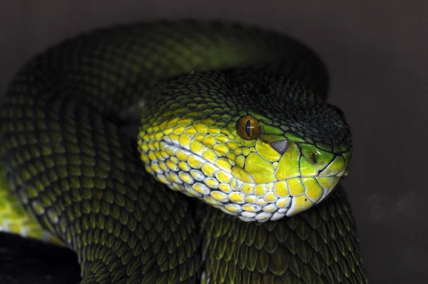 Schlangenlinien 34 — Stockfoto