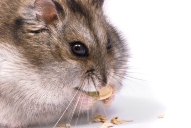 Dwarf hamster eating pumpkin seed clipart