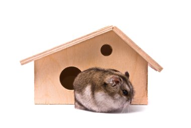 Dwarf hamster in house clipart