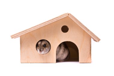 Dwarf hamster in house clipart