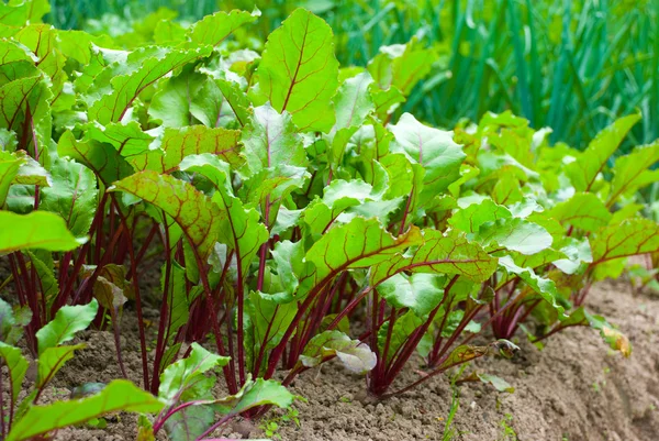 Řepa salátová v zahradě — Stock fotografie