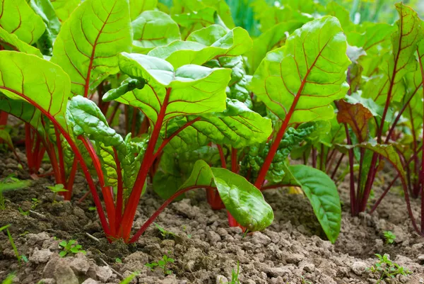 Rote-Beete-Pflanzen im Garten — Stockfoto