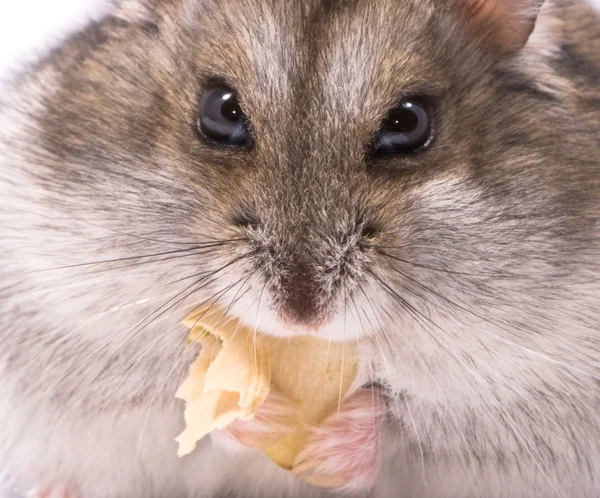 Dwarf hamster eating pumpkin seed — Stock Photo, Image
