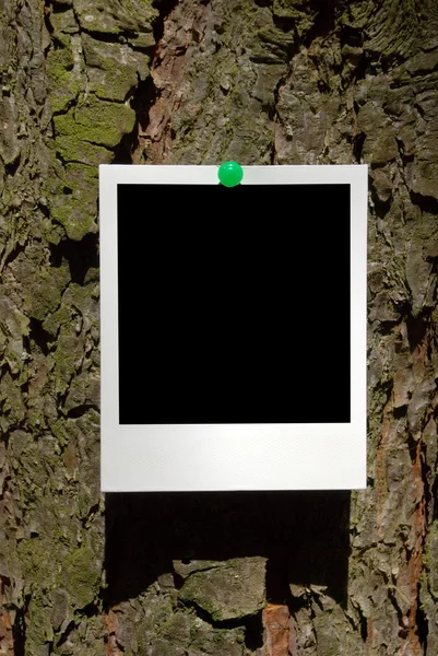 樹皮にアタッチ ビンテージ写真フレーム — ストック写真