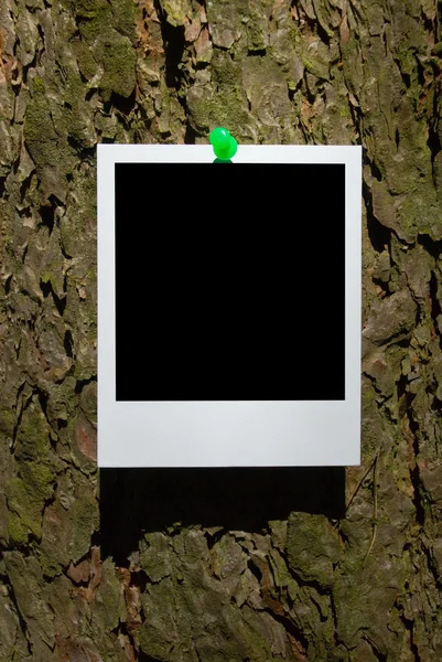 樹皮にアタッチ ビンテージ写真フレーム — ストック写真