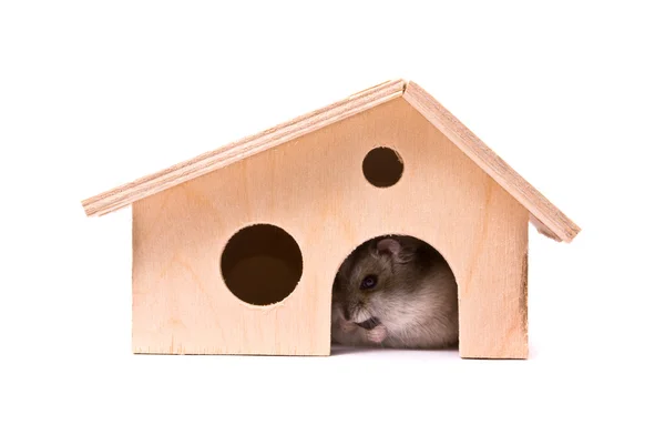 Hamster anão em casa — Fotografia de Stock