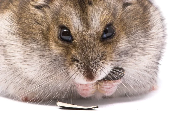 Hamster anão comendo semente de girassol — Fotografia de Stock