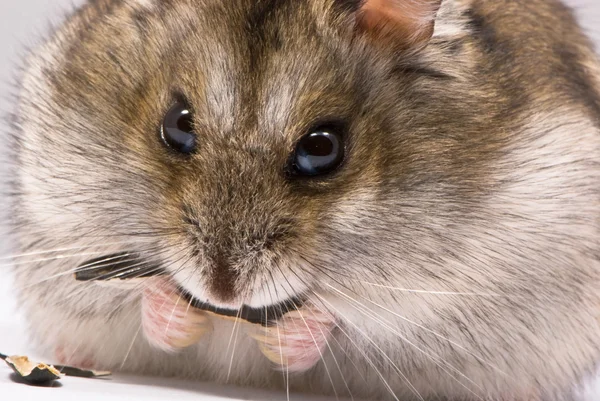 Dvärg hamster äter solrosfrön — Stockfoto