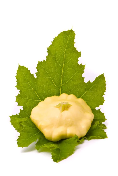 가리비 스쿼시와 녹색 잎 — 스톡 사진