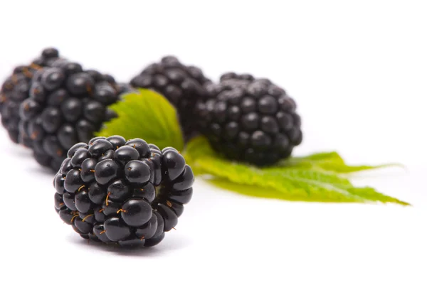 Beautiful blackberries — Stockfoto