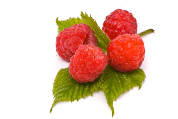 Forest raspberries. Macro shot. — Stock Photo, Image