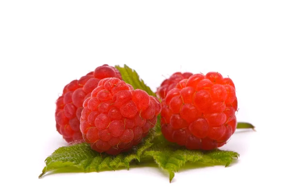 Forest raspberries — Stock Photo, Image