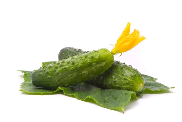 Fresh cucumbers with leaf and flower — Stock Photo, Image