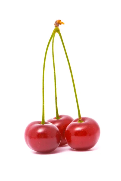 Cherry on white background — Stock Photo, Image