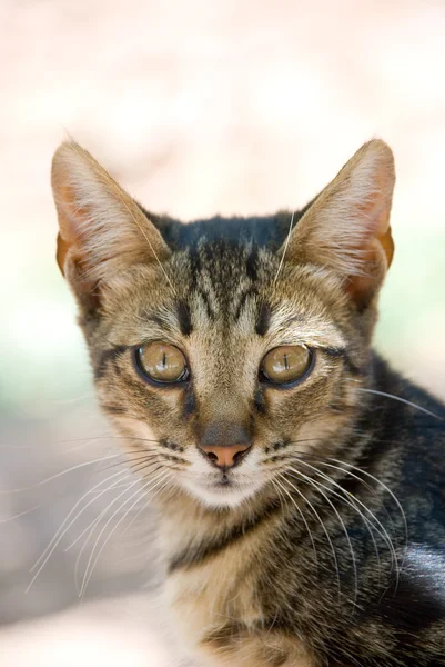 Portrait d'un beau chaton — Photo
