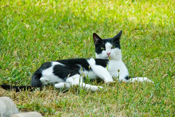 Gato bonito em uma grama — Fotografia de Stock