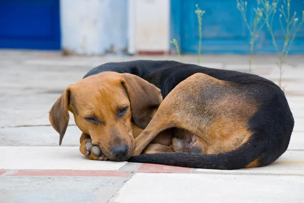 Stock image Stray dog