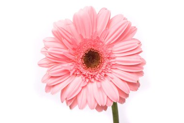 Beyaz arkaplanda pembe gerbera çiçeği