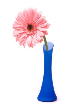 Mavi vazo içinde pembe gerbera çiçek