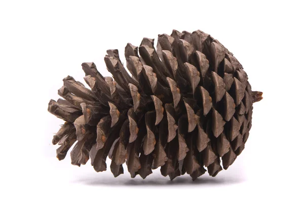 Vista frontal de um cone de pinheiro — Fotografia de Stock