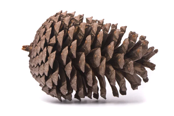 Vista frontal de un cono de pino — Foto de Stock