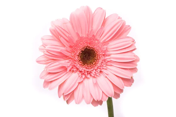 Ροζ λουλούδι gerbera σε λευκό φόντο — Φωτογραφία Αρχείου