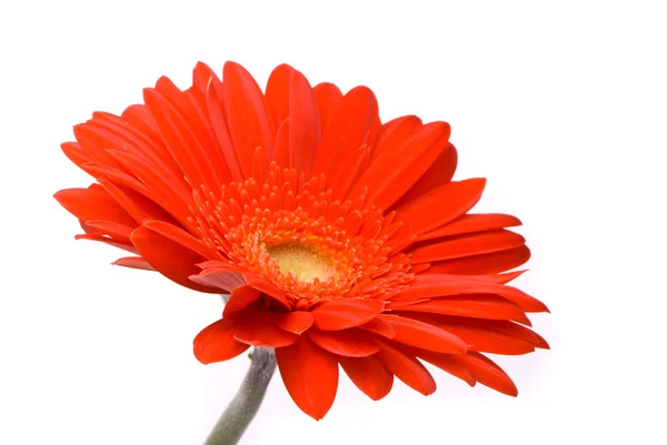 Red gerbera flower on white background — Stock Photo, Image