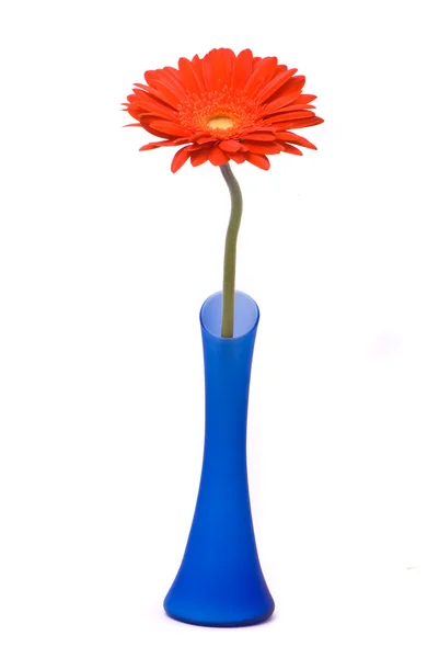Flor de gerbera vermelha em vaso azul — Fotografia de Stock