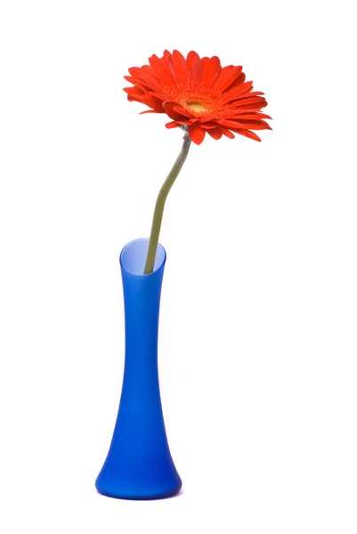 Röd gerbera blomma i blå vas — Stockfoto