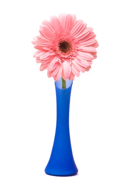 Розовый цветок герберы в голубой вазе — стоковое фото