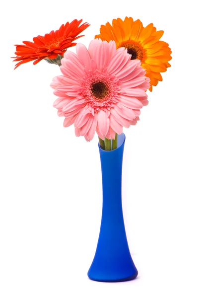Schöne Gerberblüten in blauer Vase — Stockfoto