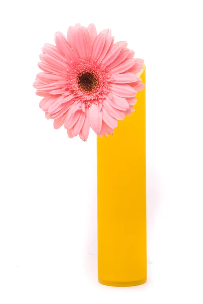 Розовый цветок гербер в желтой вазе — стоковое фото