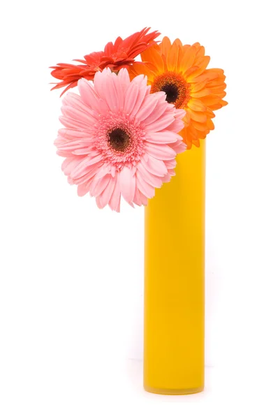 Tre gerber blommor i gul vas — Stockfoto