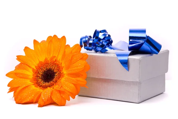 Fleur gerber orange et boîte cadeau — Photo
