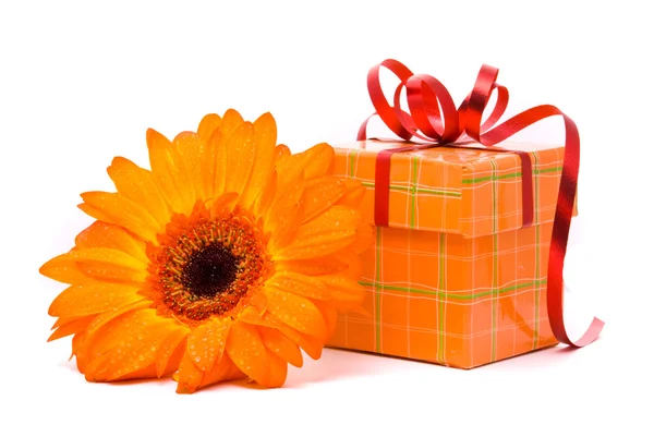 Апельсиновый цветок гербера и подарочная коробка — стоковое фото