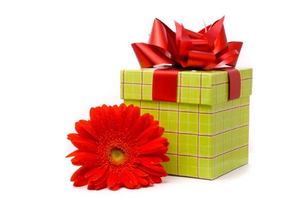Fiore di gerbero rosso e confezione regalo — Foto Stock