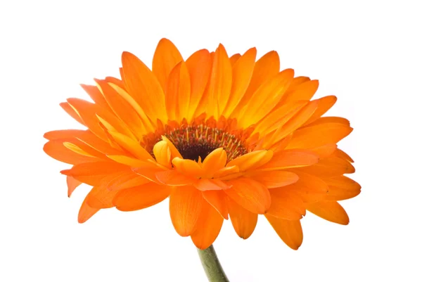 Orange gerber flower Stock Image