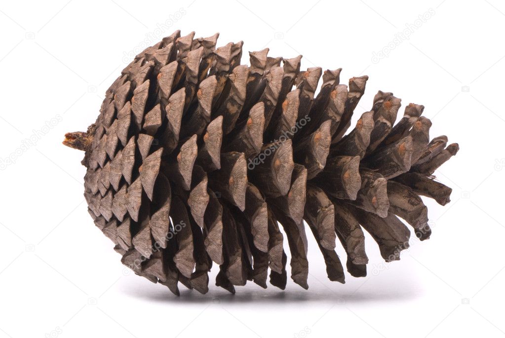 Front view of a pine cone