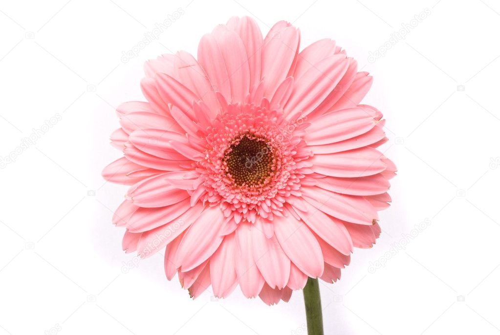 Pink gerbera flower on white background