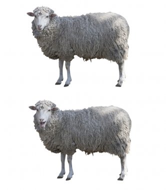 Sheeps isolated whit clipping path clipart