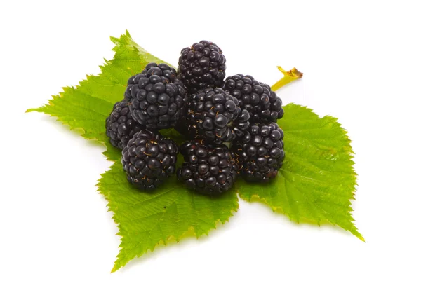 Beautiful blackberries — Stock Photo, Image