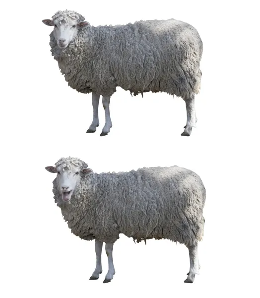 Koyunları Whit'e izole kırpma yolu