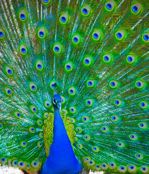 Hermoso pavo real —  Fotos de Stock